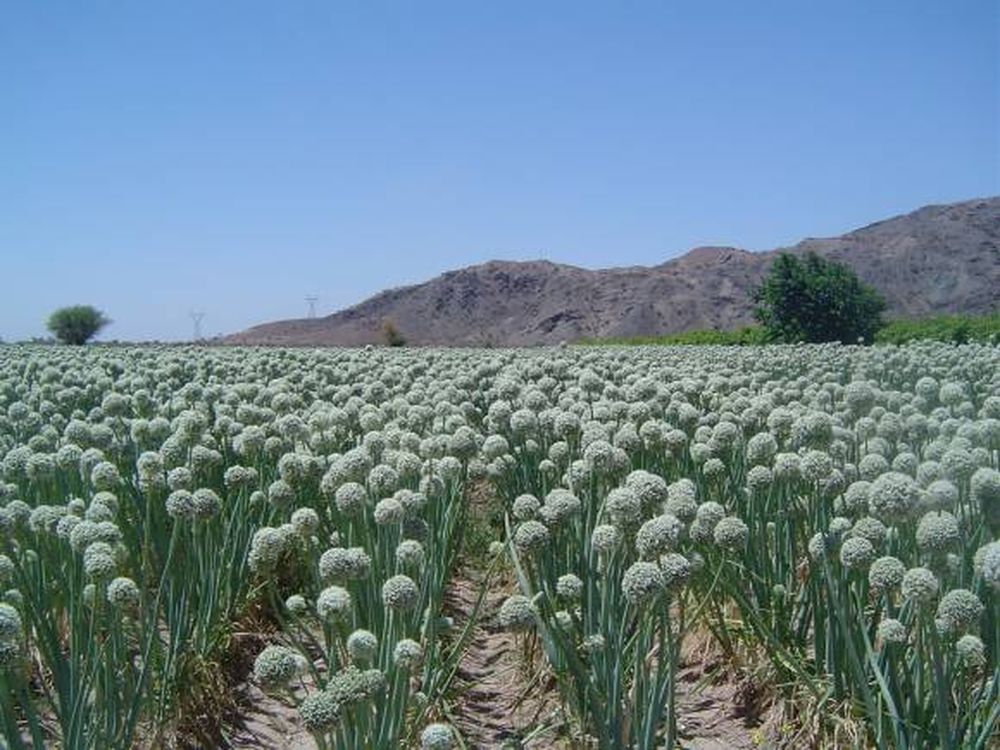 Cámara de Diputados aprobó el Proyecto de Desarrollo Competitivo del Sector Semillero de San Juan