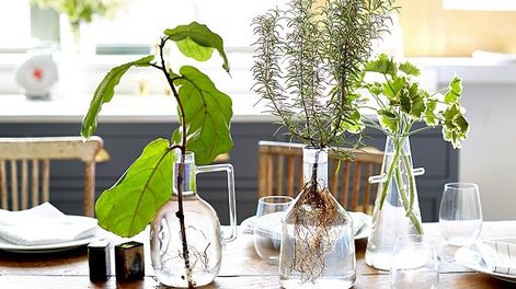 El boom de las plantas en el agua
