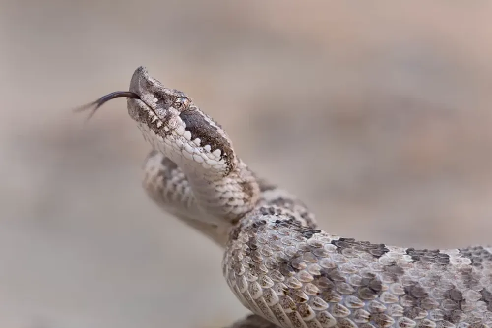 Las serpientes y su rol en el ecosistema