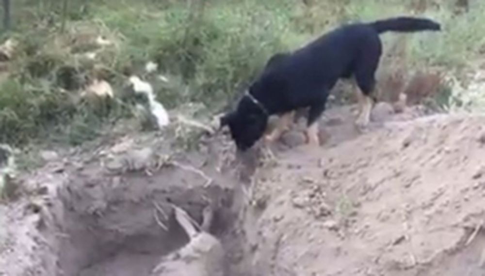 Video: perro enterró a su amigo que murió envenenado