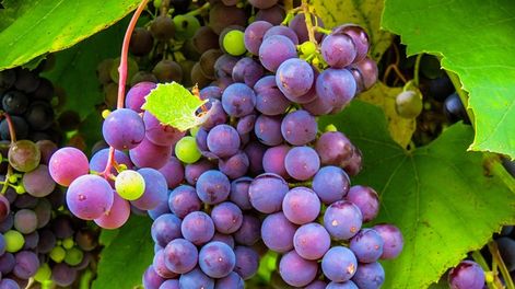 La nueva estrella de tu mesa de Año Nuevo