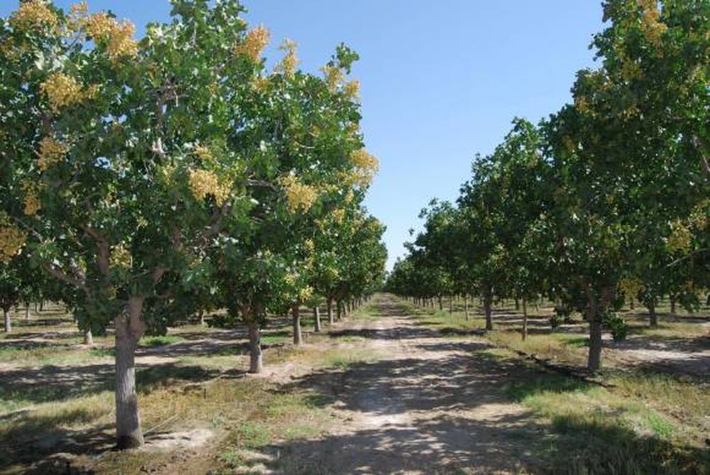Promueven el cultivo del pistacho en agrotécnicas