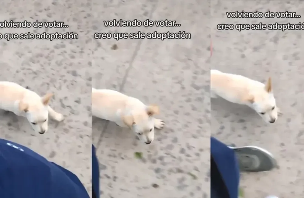 Volvía de votar, una perrita lo siguió y terminó adoptándola