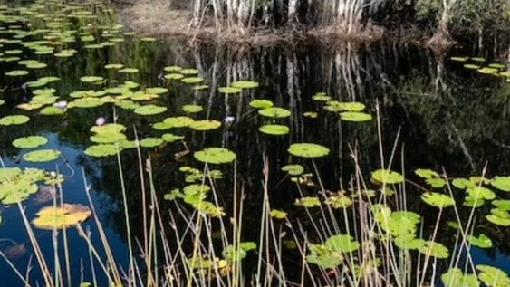 Hallan una extraña serpiente peluda y venenosa de 60 cm de largo