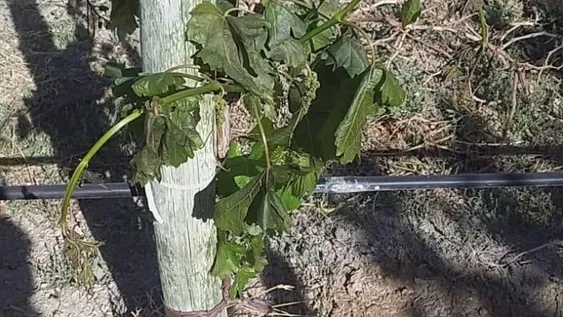 Evalúan variación de temperatura del  aire por congelación de agua asperjada