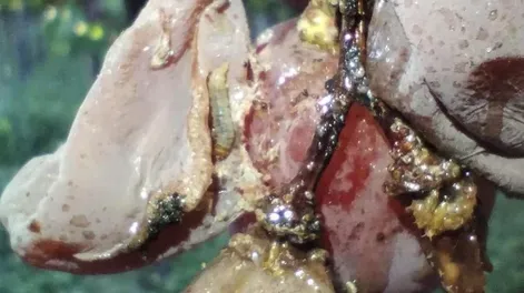 Diario de Cuyo | f1p8verde_crop1658559445472 728x653.webp