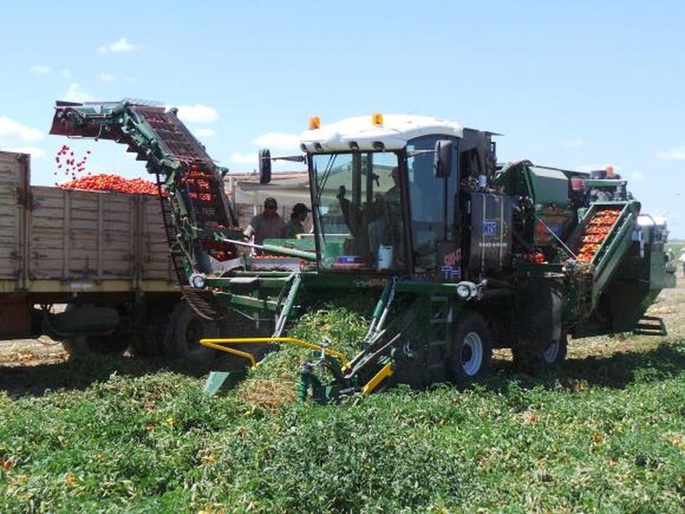 Variedades aptas y cosechadora automotriz para aumentar rindes