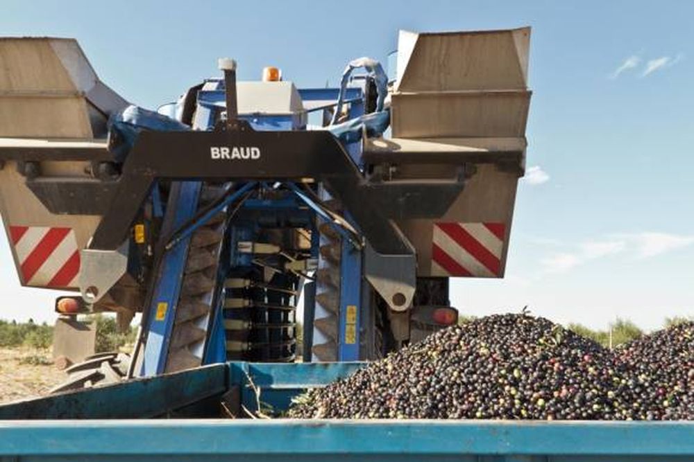 La cosecha de aceituna terminó con una merma superior al 70%