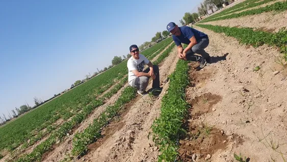 Comenzó una nueva temporada local de tomate para industria