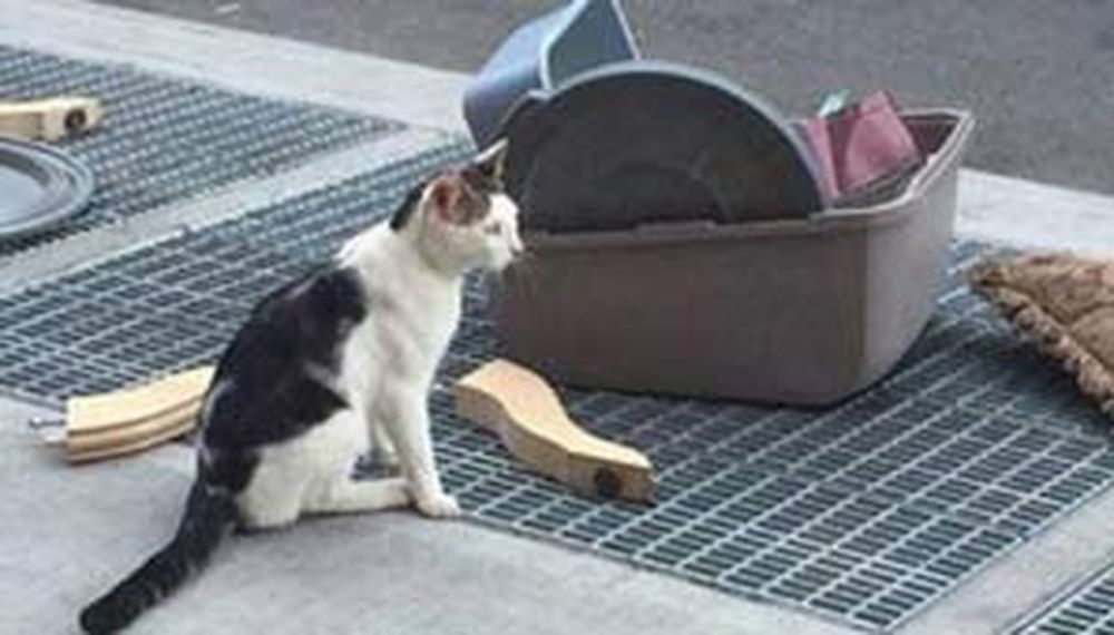 Abandonaron a su gato en la calle: el curioso ‘gesto’ de sus dueños