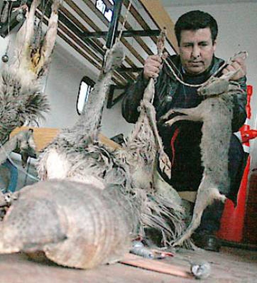 La caza furtiva extinguió la chinchilla y otras especies