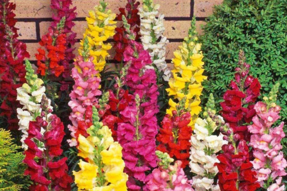 Conejitos