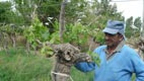 En 20 años las hectáreas de uva Moscatel disminuyeron un 64%