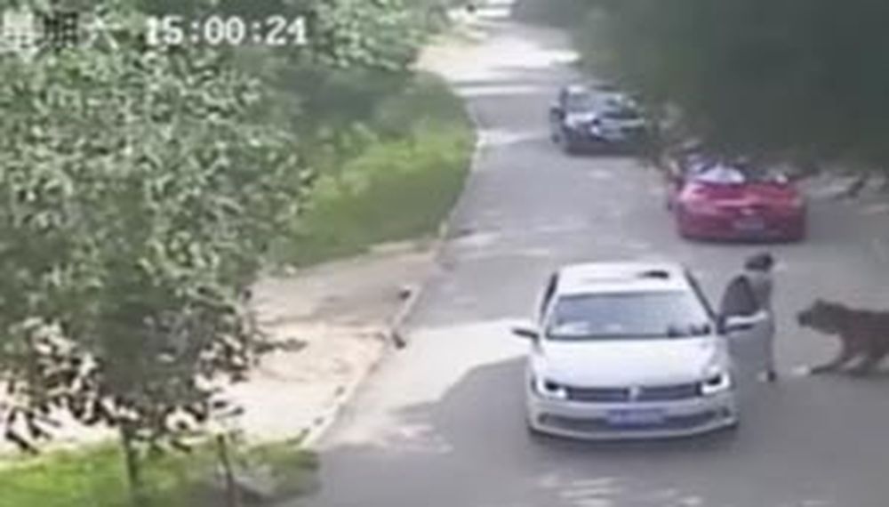 Video: una mujer discutió con otra, bajó del auto y un tigre la mató