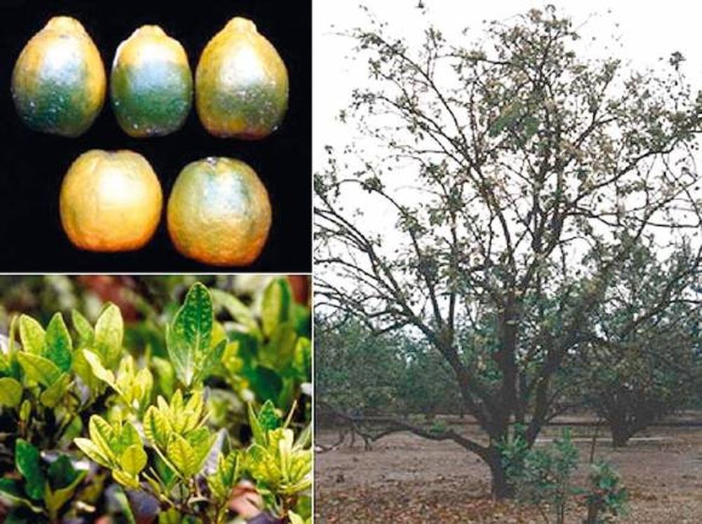 Cítricos: La Nación lanza plan contra una enfermedad