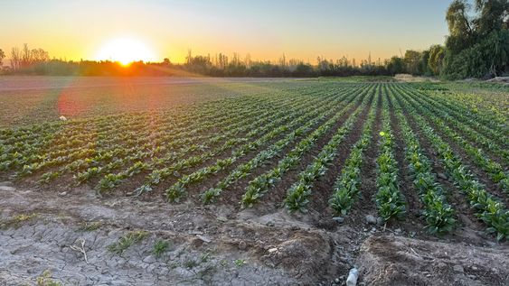 La lechuga y otras verduras de hoja ocupan buena parte del año en la Finca Don Pepe, pese a una rentabilidad cada vez más ajustada.