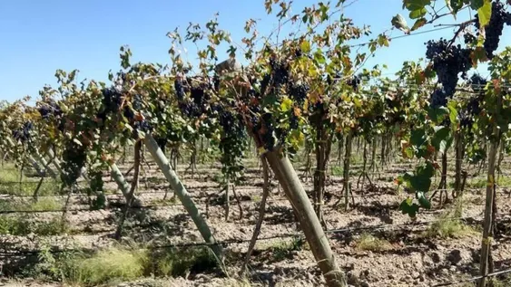Apuntan a llegar a 40.000 ha en San Juan con el riego tecnificado