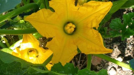Una flor saludable