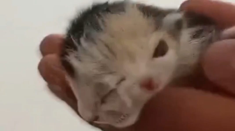 El gatito nació en el barrio Conjunto 5 de Rivadavia y llamó la atención por la aparente duplicación de algunos rasgos de su rostro.