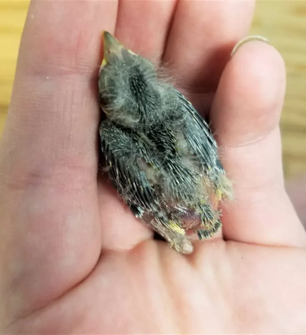 Pidió un Uber para que un pajarito herido fuera al veterinario