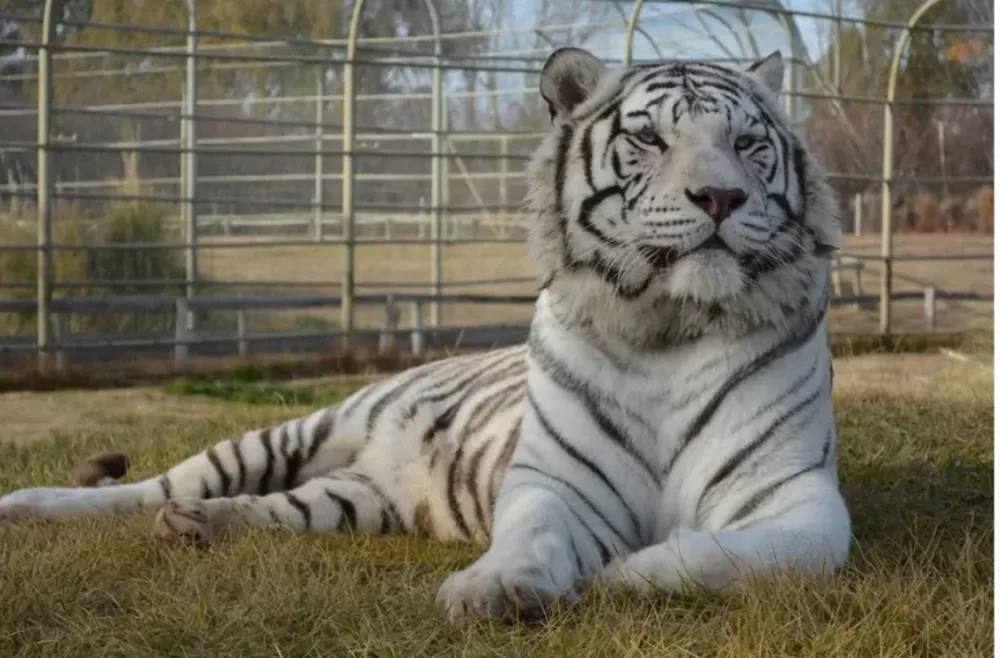 ¡Qué peligro! Delincuentes entraron a la jaula de los tigres de un zoológico para robar una caja fuerte oculta