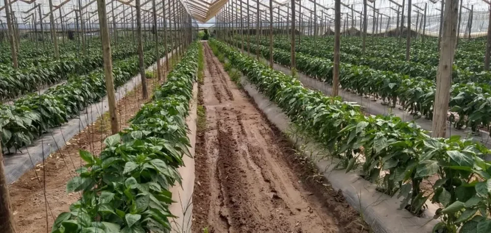 Brometán y su propuesta de bioestimulantes para el agro