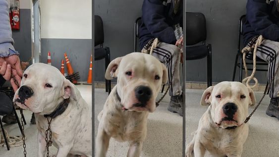 El perro Dogo que recuperado en 9 de Julio.&nbsp;