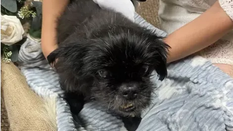 Emotivo: una pareja celebró su boda en la veterinaria junto a su perro enfermo