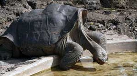 Murió “Solitario George”