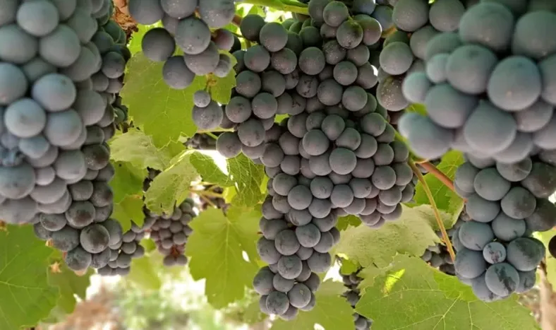 El Bonarda argentino