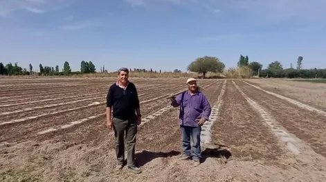 Por el mejor pronóstico hídrico aumentó la superficie de melón