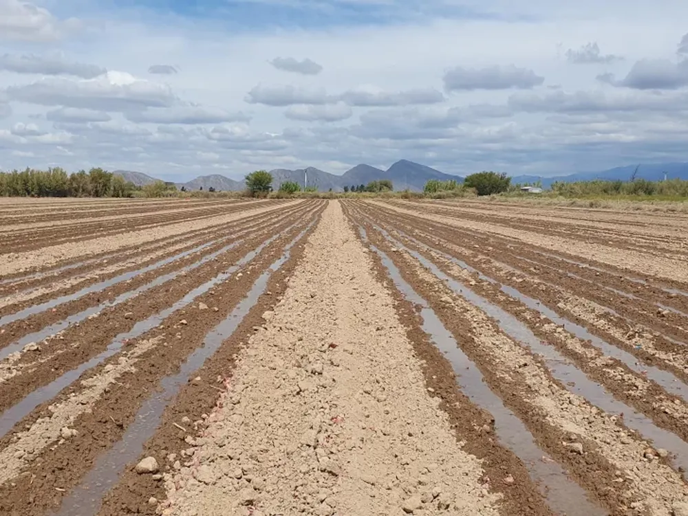 Plantación para semillas