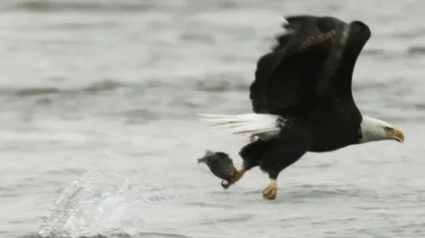 El águila que nada como una persona se hizo viral