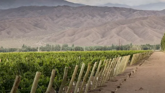 El sueño del viñedo y el vino propio es posible
