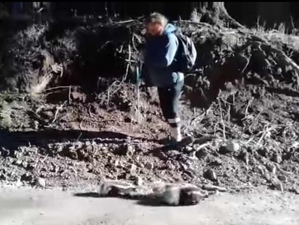 Intentaron fotografiar a zorrinos y terminaron corriendo para que no los atacaran