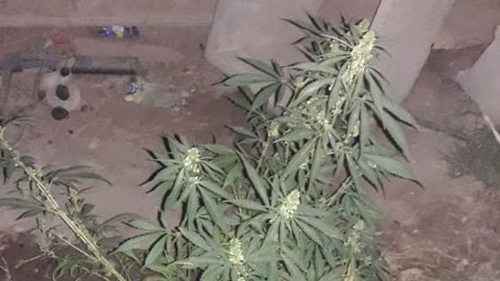 Allanan una casa por un robo y descubren cocaína y marihuana