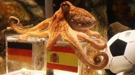 Expectativa por el pronóstico del pulpo sobre la final