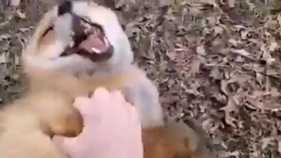Le hizo cosquillas a zorros y sus carcajadas se volvieron virales