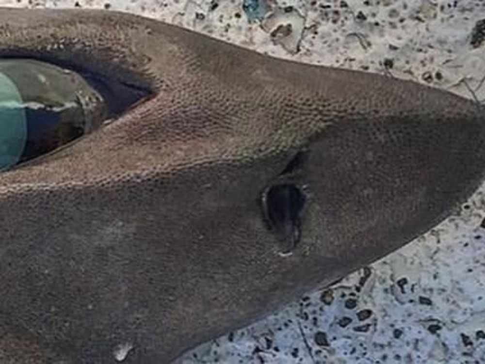 Atraparon un espeluznante tiburón de especie desconocida