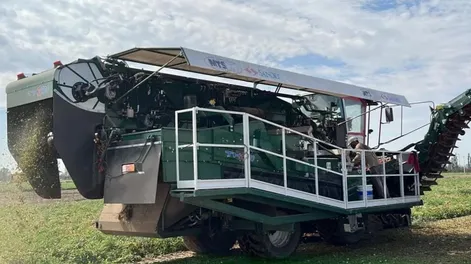 La ola de calor causó mermas en los rindes por hectárea