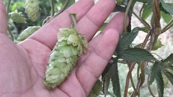 En Tudcum cultivan lúpulo para cerveza