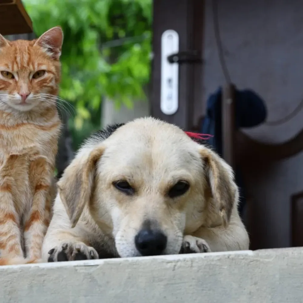 Las claves para que perros y gatos se lleven bien