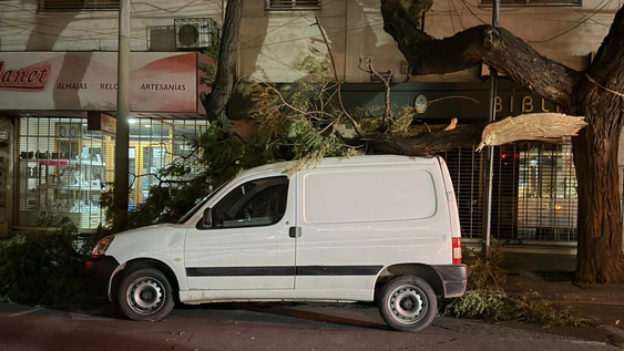 Árboles caídos por el viento Zonda.
