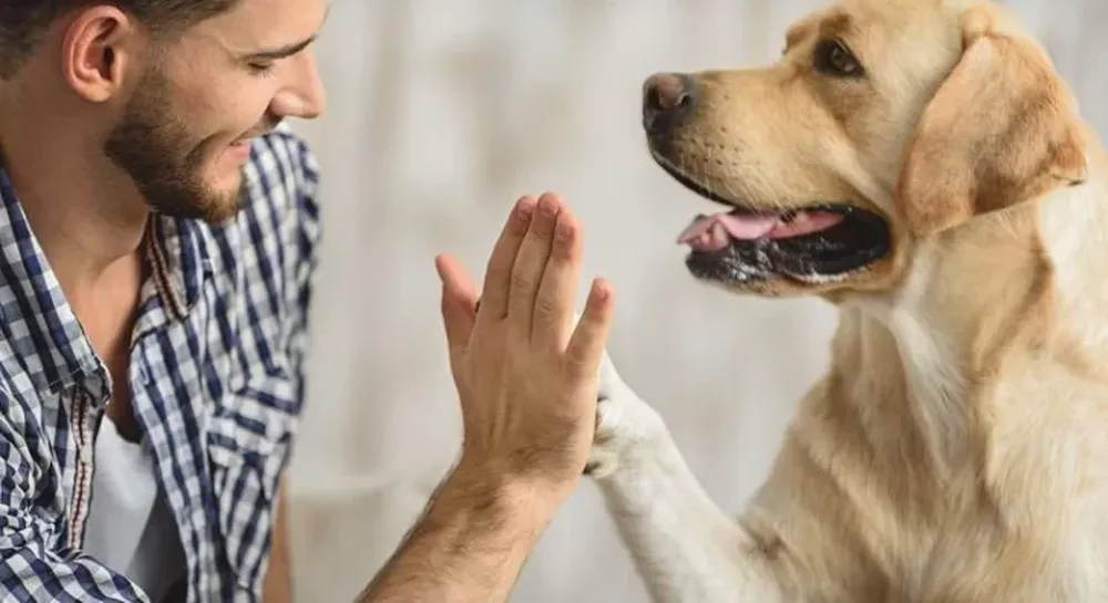 Por qué los perros no pueden comer tomate