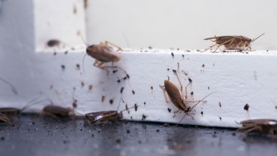 Los mejores trucos para eliminar las cucarachas de tu hogar