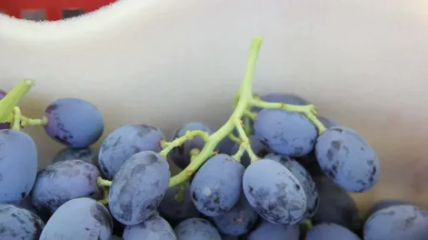 Vitivinicultura orgánica en Argentina