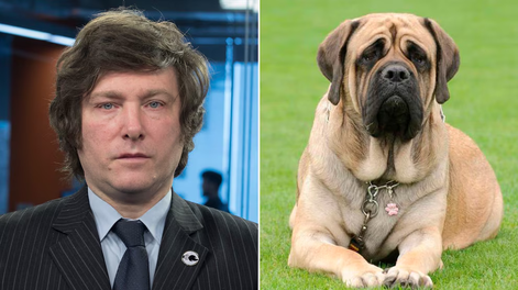 Conan, el perro de Milei, falleció en 2017. De ese perro nacieron sus cuatro clonaciones, una de ellas murió hoy en Olivos.