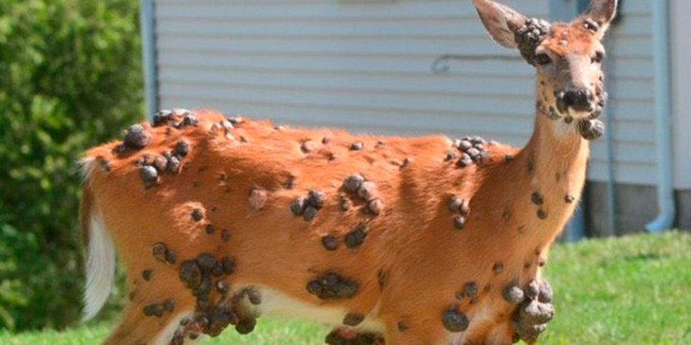 Qué son los impactantes bultos registrados en ciervos de los Estados Unidos