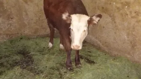 Los detienen por trasladar una ternera de 100 kilos, un chivo y un cargamento de leña