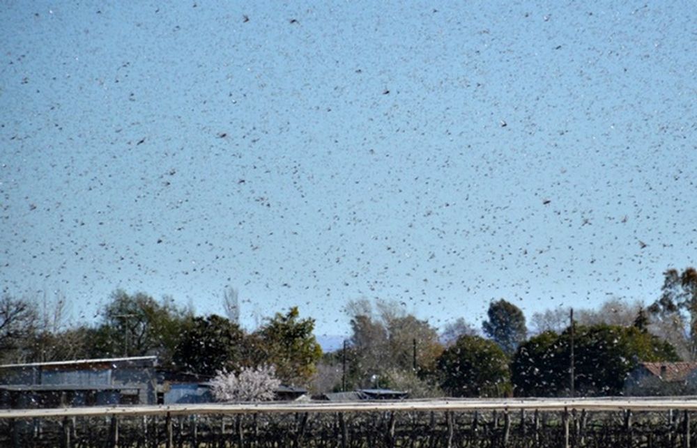 Invasión de langostas en Córdoba